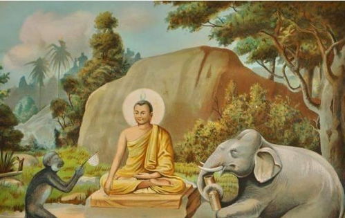 80屬猴的人是金命還是木命,1980年出生是什麼命