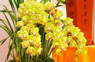 五行屬火養什麼盆栽,植物的五行有哪些?