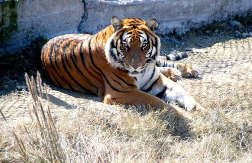 屬虎的人屬於金虎,生肖虎五行屬什麼,屬虎的五行
