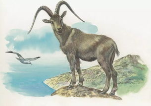 火羊1967屬什麼星座,1967年屬羊的人2016年運程運勢怎麼樣?