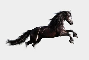 姓許屬馬缺金名字,求你起名字,男孩,姓許,五行缺金,名字帶金字旁邊