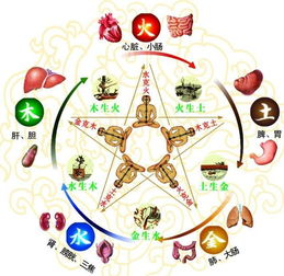 六腑中五行屬金的是,人的五臟六腑,分別對應哪五行?