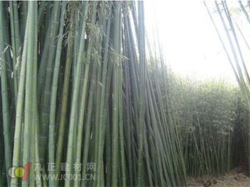 金鑲玉竹屬於什麼科什麼屬,竹子屬於什麼科植物