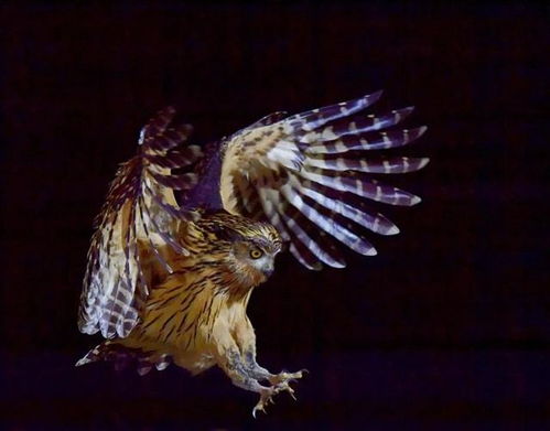 什麼動物屬性是屬金的,五行代表的物品有哪些