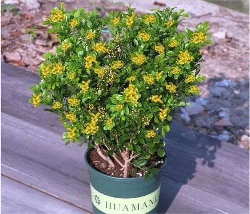 屬金適合養什麼花,五行屬金的人,辦公室的養什麼植物