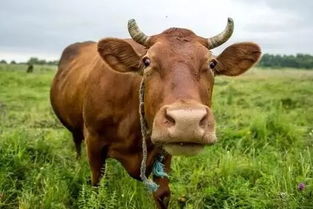 85五月份牛屬金還是火,屬牛85年農歷5月初六命運怎麼樣愛