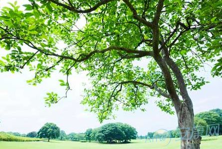 義字是五行屬木的字嗎,義的部首是什麼字