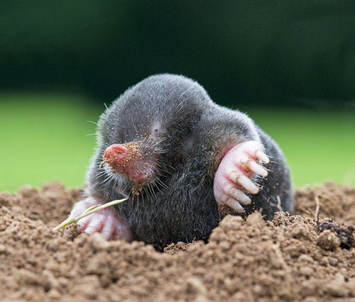 金毛鼴屬有沒有眼睛,金毛狗外表特點?