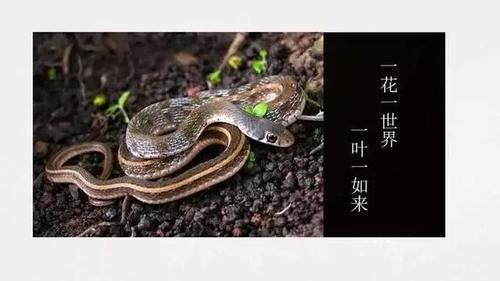 77屬蛇人六火好不好,1977年6月屬蛇運程好嗎