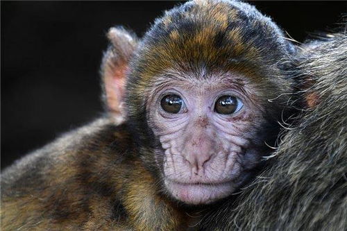 屬金的是哪幾種動物,哪種動物屬金