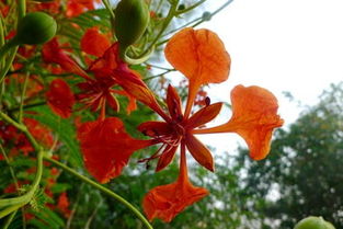 屬火的風景樹有哪些,春天開火紅色的是什麼樹