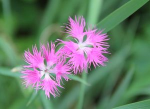 1934屬什麼生肖屬火嗎,1934年屬相是啥