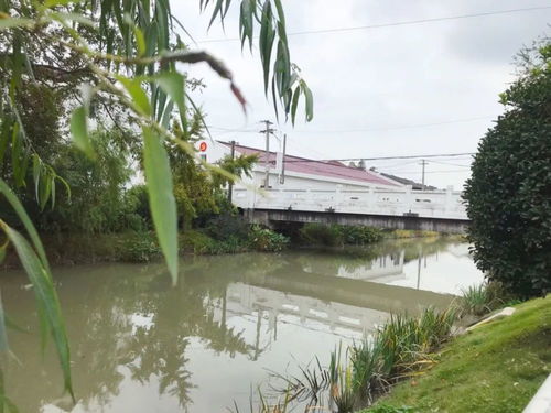 資中金家村屬哪個鎮,四川省內江市資中縣入贅跟誰姓有什麼風俗