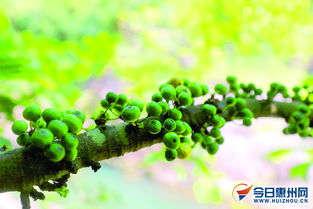 哪一屬水同木的,乙亥年是哪一年