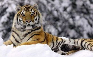 屬馬的人命戴個金老虎好嗎,屬虎的人能帶黃金玉佛嗎