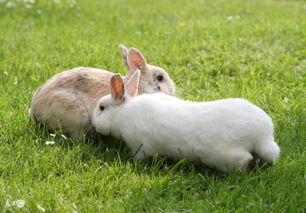 1975屬金兔那生的,1975是什麼年