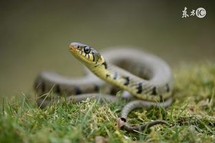 男寶屬蛇缺金名字大全,屬蛇缺金的男孩名字大全