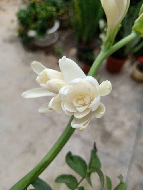 屬金的適合養的花,五行屬金的人,辦公室的養什麼植物