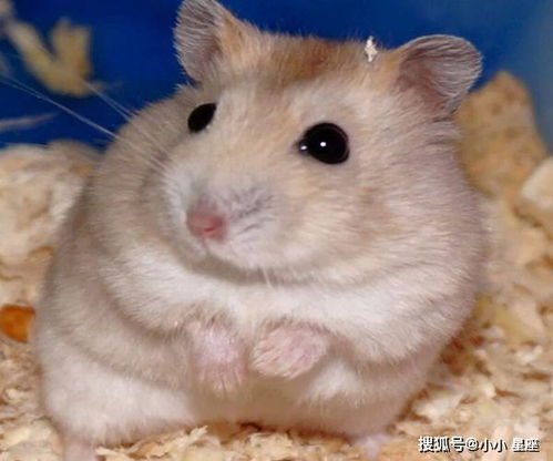 屬鼠海中金命養魚,本命屬鼠海中金命五行金旺日主天干為水什麼意思1984060717愛問知