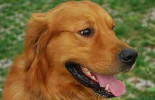 屬馬的人養金毛狗好嗎,十二生肖屬馬養什麼植物招財