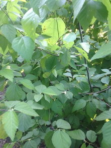 喜木水取的名字能屬金嗎,我兒子水命八字喜木取名字中間要有屬木的字該取什麼名