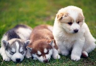 狗男屬金配辛西金婚姻好嗎,男屬狗女屬蛇相配嗎詳細�0�3