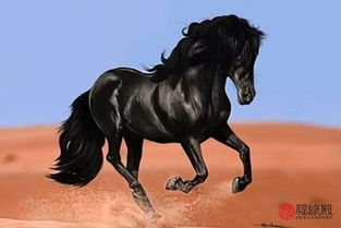 屬馬金命的人起什麼名字好,屬馬的起名字用什麼字好