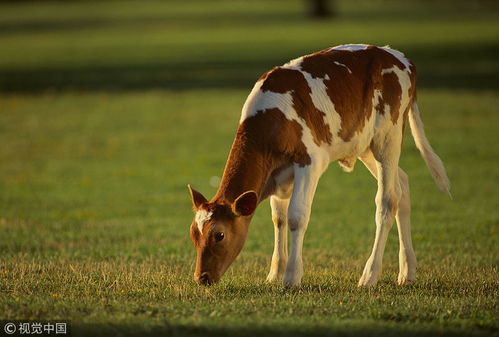 屬牛海中金命是什麼命,本命屬牛海中金命臘月生五行缺什麼