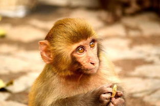 屬猴金的男性之命,屬猴的金木水火土那個命最好?