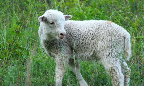 2023屬羊缺金取名字,我姓蘇,媳婦兒姓李,小寶屬羊五行缺金,取個什麼名好?