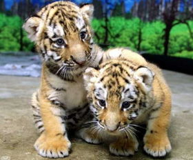 屬虎孕婦本命可以戴金嗎,屬虎本命年戴什麼生肖的金飾品好