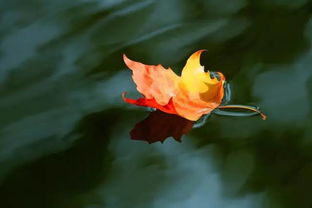 立秋五行屬火的食物,立秋不久,上火吃什麼水果好.