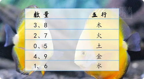 五行屬金土的人適合養魚嗎,五行屬金的可否養魚