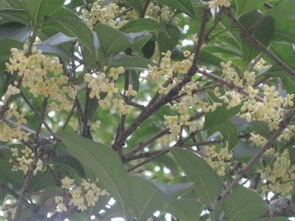 金桂花是什麼科屬,金桂花是什麼樣的