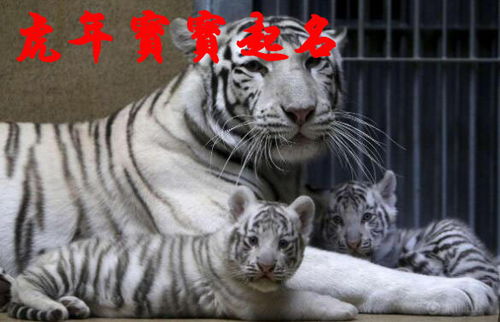 屬虎的寶寶能戴金嗎,屬虎為什麼不能戴金子?