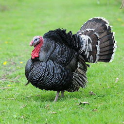 蛇屬火雞屬金能婚配嗎,屬相雞和蛇配嗎?