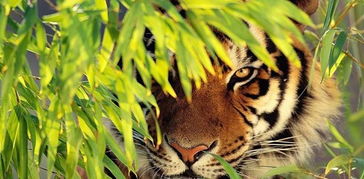 屬虎的怎麼通三合火局,癸未日丁巳時,寅午戌月,身財旺顯,秋冬祿旺,傷殘疾