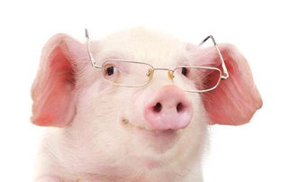 屬金的豬是哪一,以前哪幾年是金豬年啊?