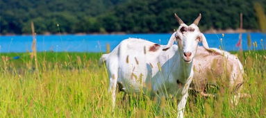 金煒曜屬羊名字怎麼樣,男本人姓肖祥字輩屬羊取啥名好