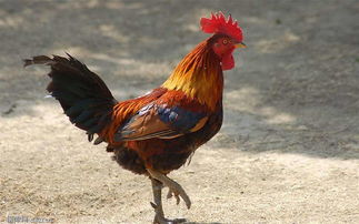 雞屬金的是哪個號碼,屬雞人的永久幸運顏色是什麼?