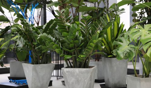 五行屬金適合養綠植嗎,五行屬金的人,辦公室的養什麼植物