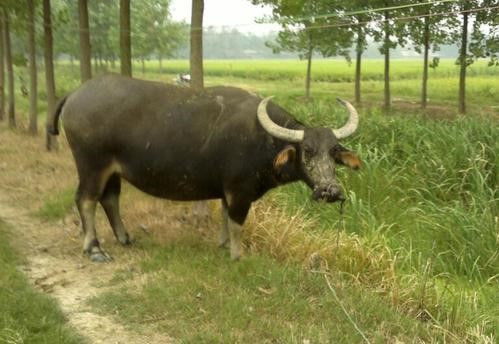 1973屬牛的是火命嗎,算命生辰八字1973牛年