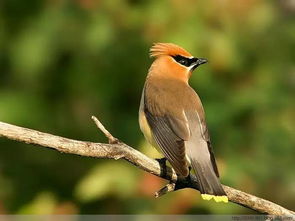 屬火的人養什麼鳥好,什麼鳥比較好養10種最好養的鳥類介紹?