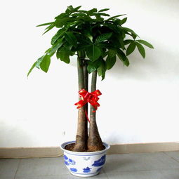 屬金的人可以養發財樹嗎,五行屬金的人養什麼植物利財