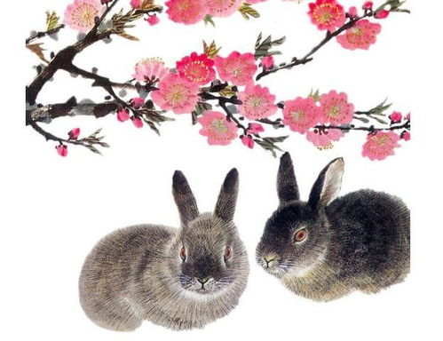 屬火兔人五行缺什麼,火兔之命是什麼意思