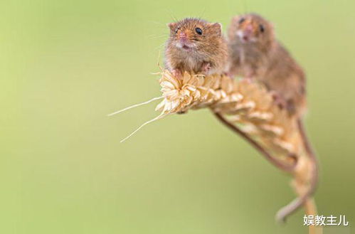 五行屬鼠的人為什麼是金,生肖為鼠的屬於(金 木 水 火 土)哪一個屬性