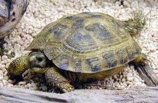 陸龜屬火草龜屬什麼,五行烏龜屬什麼