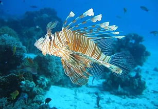 命屬火的人養什麼魚,看看我的生辰五行八字屬什麼,是否適合養魚,養什麼顏色的,多少條