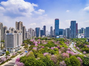 柳州市金霄雲邸屬哪高中,柳州市西環路13號屬於哪個學區?