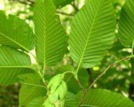 千金榆是什麼科什麼屬,黃金榆樹屬於哪科